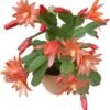 2 Orange Easter Cactus Plants Live Holiday Cactus Flowers Rhipsalidopsis Succulent Plant Spring Cactus Plants 5-7 Inch Tall