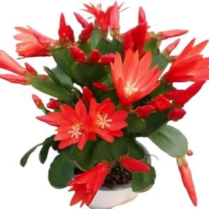 2 Red Easter Cactus Plants Live Holiday Cactus Flowers Rhipsalidopsis Succulent Plant Spring Cactus Plants 5-7 Inch Tall
