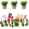3 Assorted Thanksgiving Christmas Cactus Plants Live Holiday Cactus Flowers Schlumbergera Succulent Plants Multi-stem Succulent Plants 5-7 Inch Tall 3 Inch Pot
