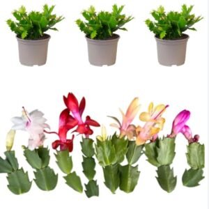 3 Assorted Thanksgiving Christmas Cactus Plants Live Holiday Cactus Flowers Schlumbergera Succulent Plants Multi-stem Succulent Plants 5-7 Inch Tall 3 Inch Pot