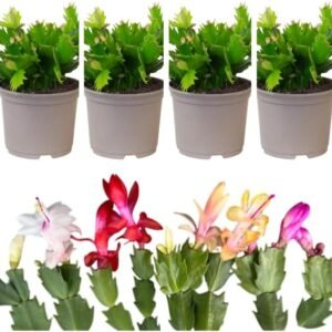 4 Assorted Thanksgiving Christmas Cactus Plants Live Holiday Cactus Flowers Schlumbergera Succulent Plants Multi-stem Succulent Plants 5-7 Inch Tall 3 Inch Pot