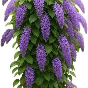 Queens Wreath Vine Plant Live Bluebird Vine Florida Wisteria Plant Hanging Flowers 5 to 7 Inch Tall