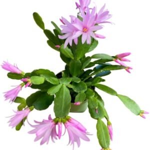 2 Pink Easter Cactus Plants Live Holiday Cactus Flowers Rhipsalidopsis Succulent Plant Spring Cactus Plants 5-7 Inch Tall