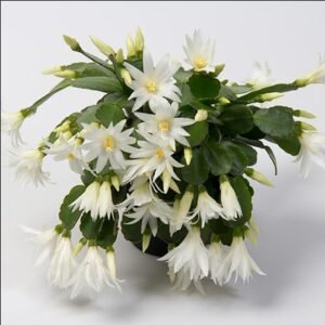 2 White Easter Cactus Plants Live Holiday Cactus Flowers Rhipsalidopsis Succulent Plant Spring Cactus Plants 5-7 Inch Tall
