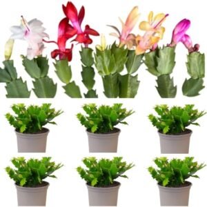 6 Assorted Thanksgiving Christmas Cactus Plants Live Holiday Cactus Flowers Schlumbergera Succulent Plants Multi-stem Succulent Plants 5-7 Inch Tall 3 Inch Pot