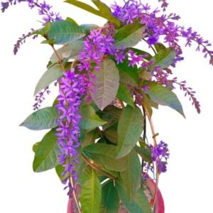 2 Queens Wreath Vine Plants Live Bluebird Vine Florida Wisteria Plants Hanging Flowers 5 to 7 Inch Tall
